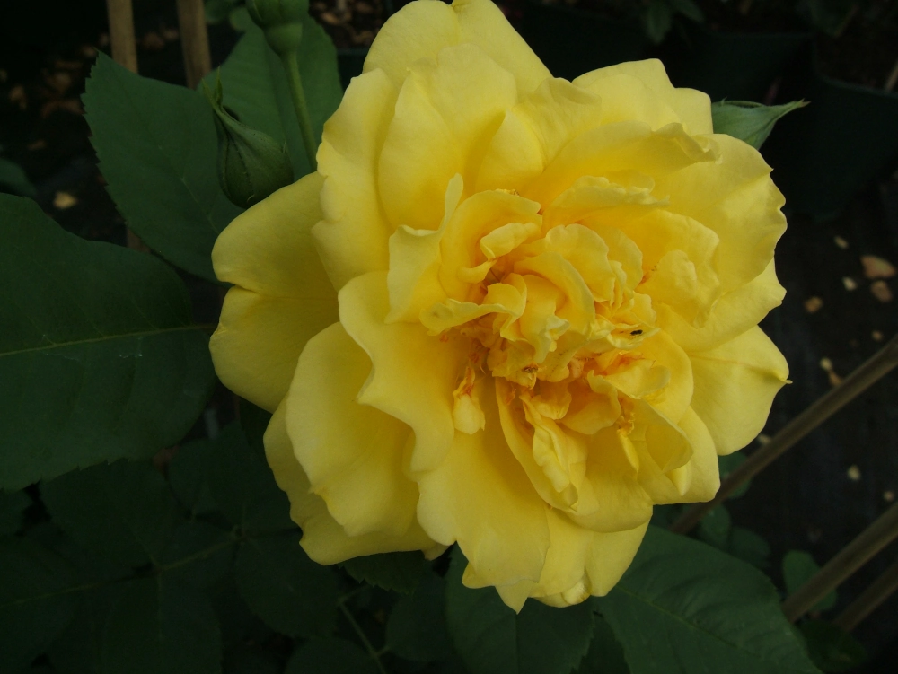 Kletterrose 'Golden Gate®', 30 bis 60 cm Höhe, goldgelb Cover